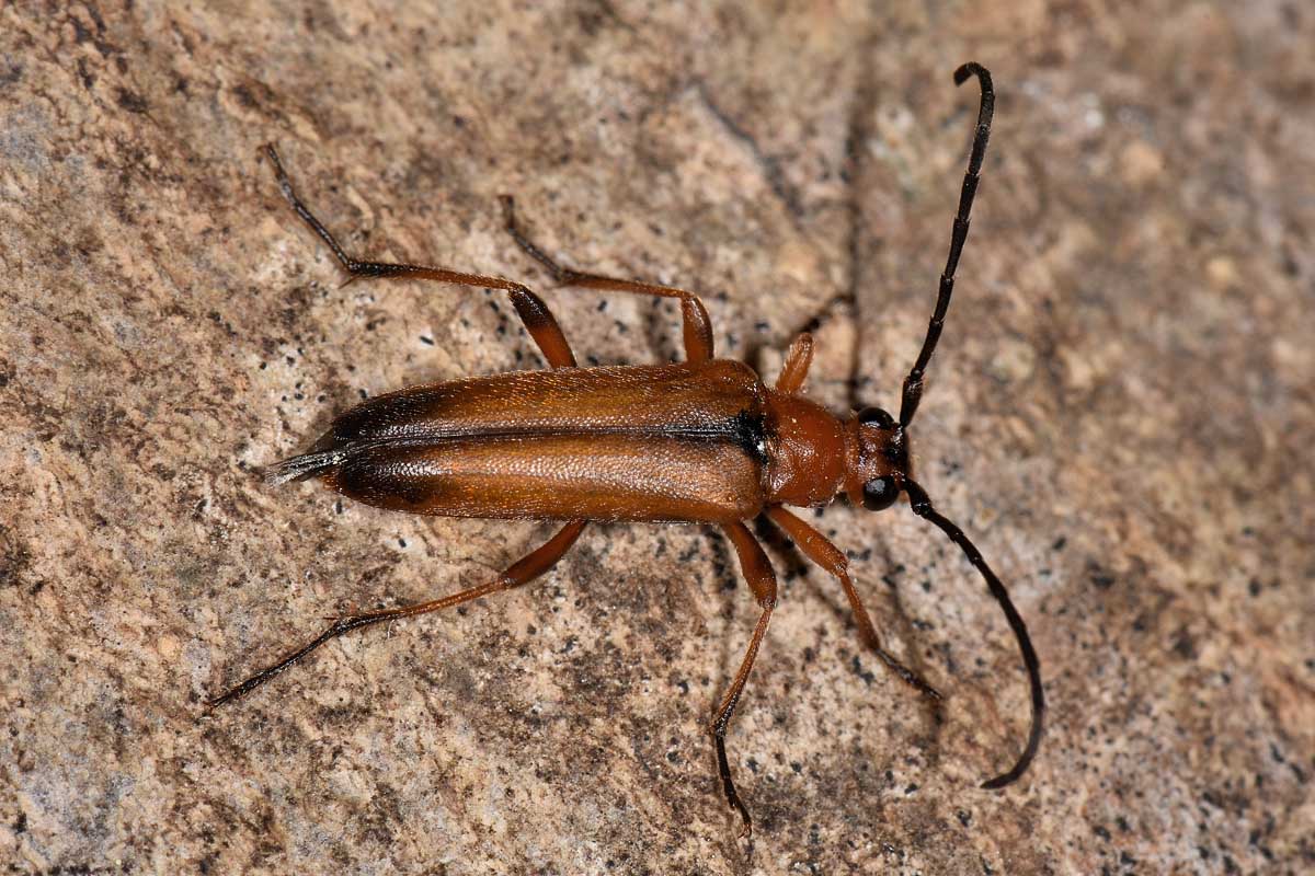 Cerambycidae: Pedostrangalia revestita
